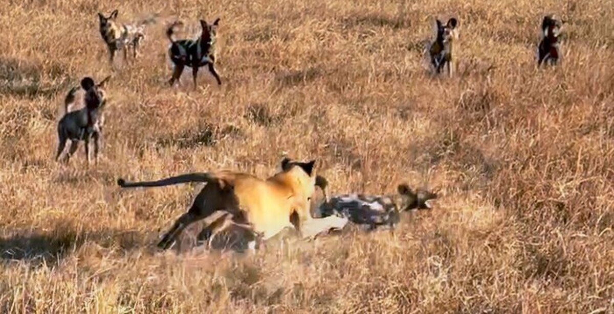 Дикая собака видео. Стая диких собак. Дикие собаки в Африке на охоте. Свора собак.