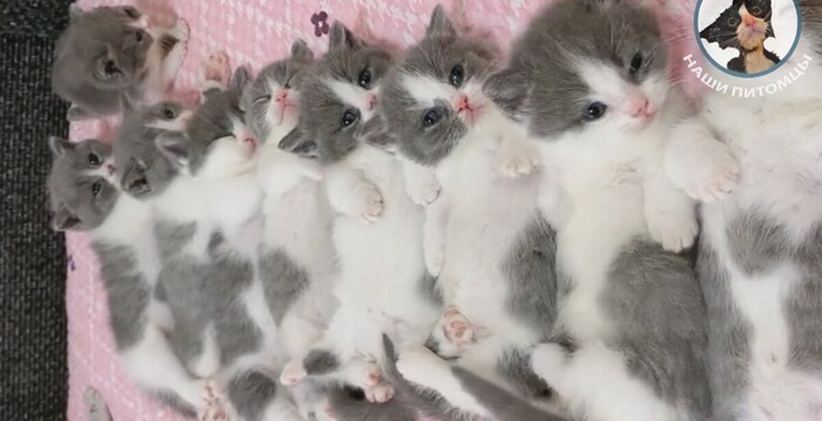 Фигурка 44 котенка пилу 7,5см. Игрушек цап царапки. Мохнатая пряжа для игрушек. Цап царапыч. Котенок цап.