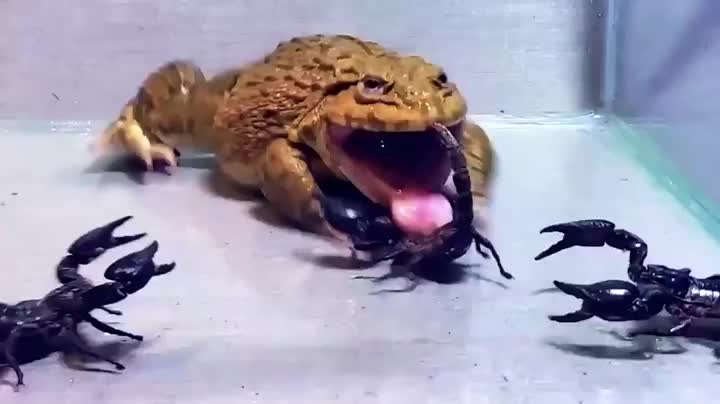 Лягушка-бык и скорпионы | Пикабу