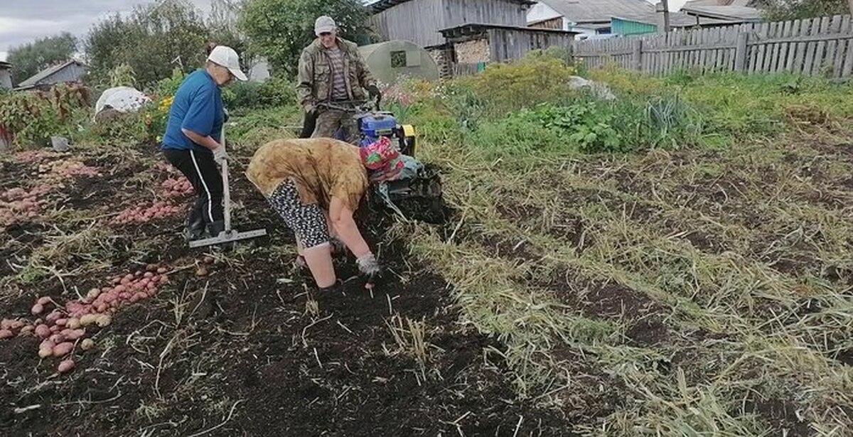 Что значит копать картошку. Вскопать огород. Копать картошку. Копка картофеля. Картошка в огороде.