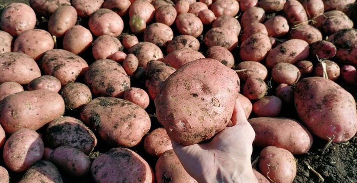 Семенной картофель сынок. Картофель сорт Ирбитский. Урожай картофель 2022. Выкапывание картофеля. Выкопали картофель.