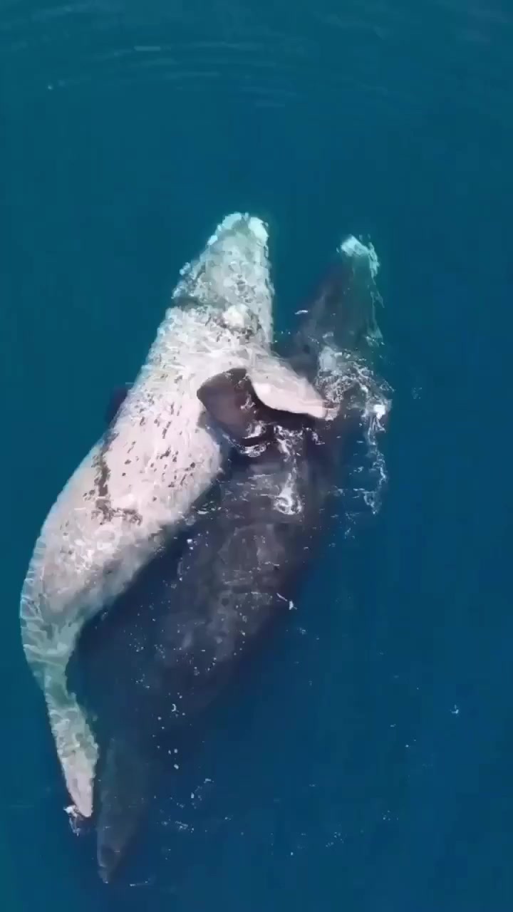 Как ебутся киты: 8 видео смотреть онлайн