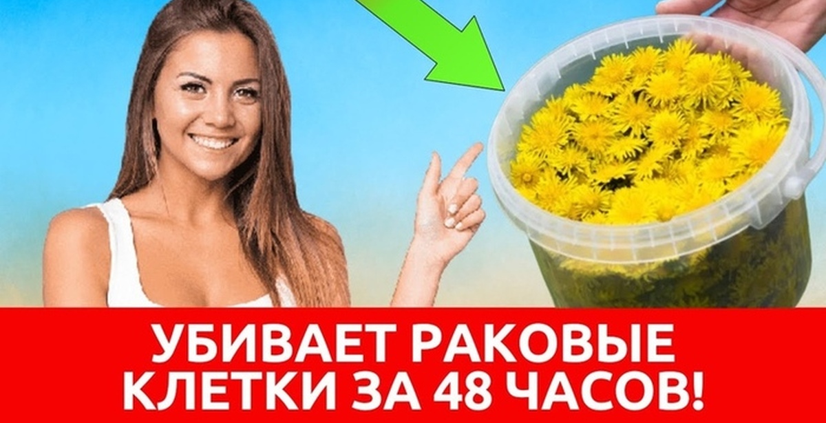 Лечебные свойства одуванчика | Пикабу