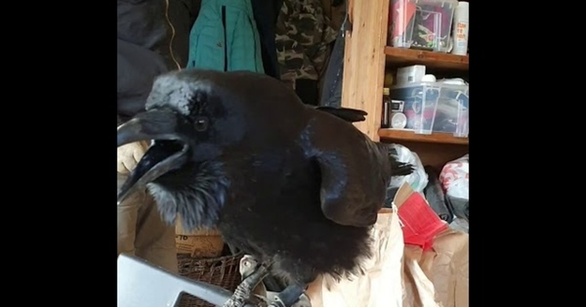 Ворон карлуша. Говорящие вороны. Карлуша говорящий ворон. Карлуша говорящий ворон видео смотреть. Ворон разговаривает.