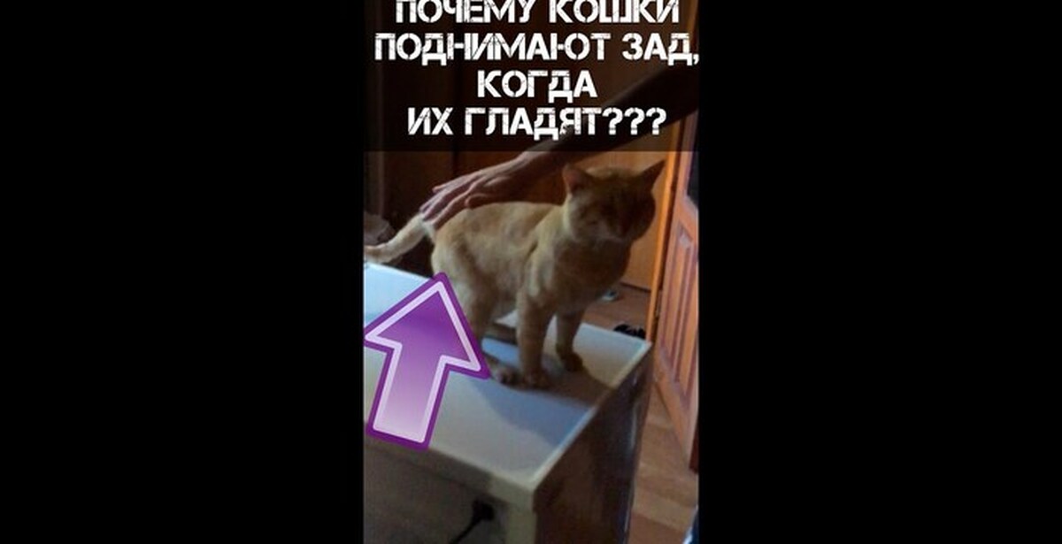 Почему кот поднимает. Почему кот поднимает. Кошка вылизывается. Почему котыоднимают хвост. Почему кот поднимает.