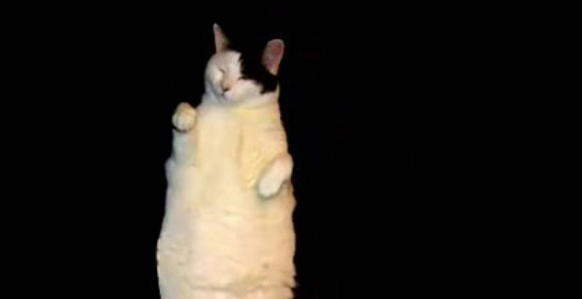 Кот танцует. Танцующий кот гиф. Sad cat dance 18. Cat dance song. Танцующие котики.