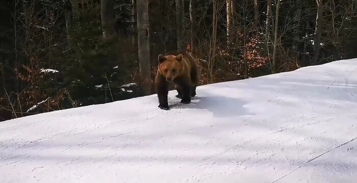 Медведь в румынии