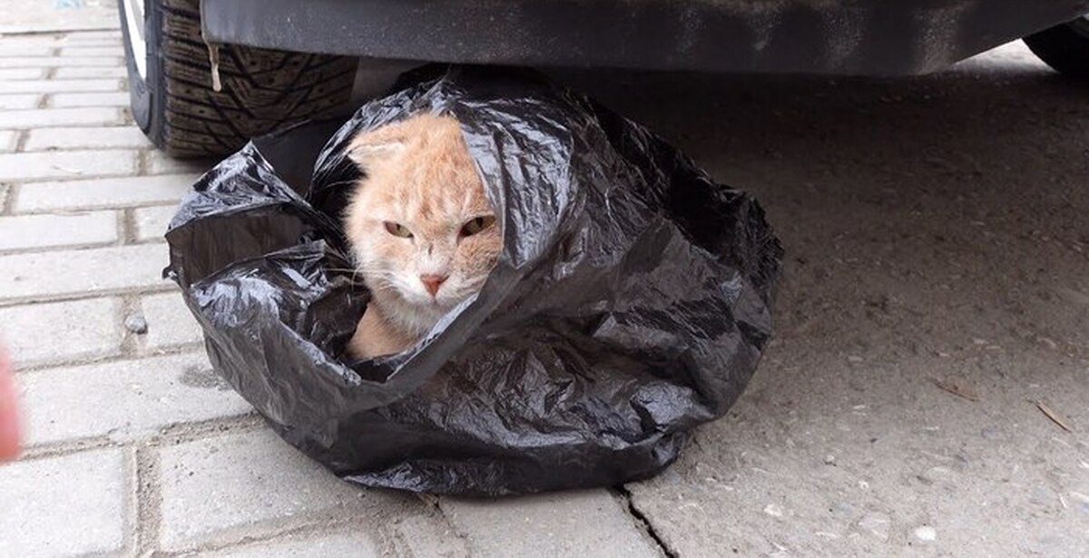 выкинула кошку