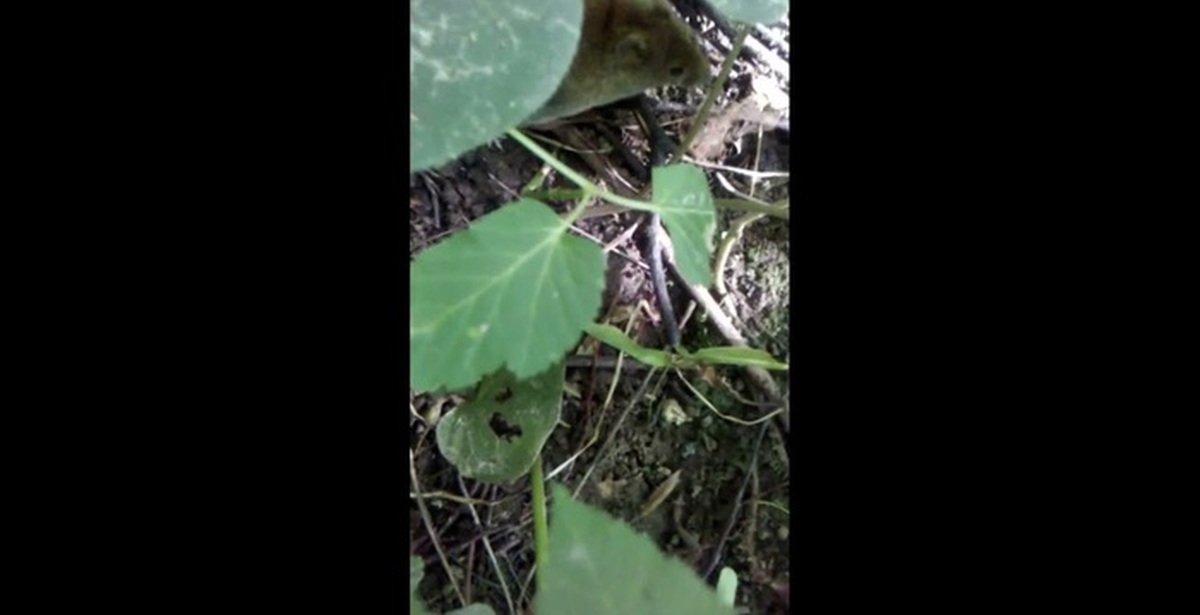 Мышь спряталась под листочком | Пикабу