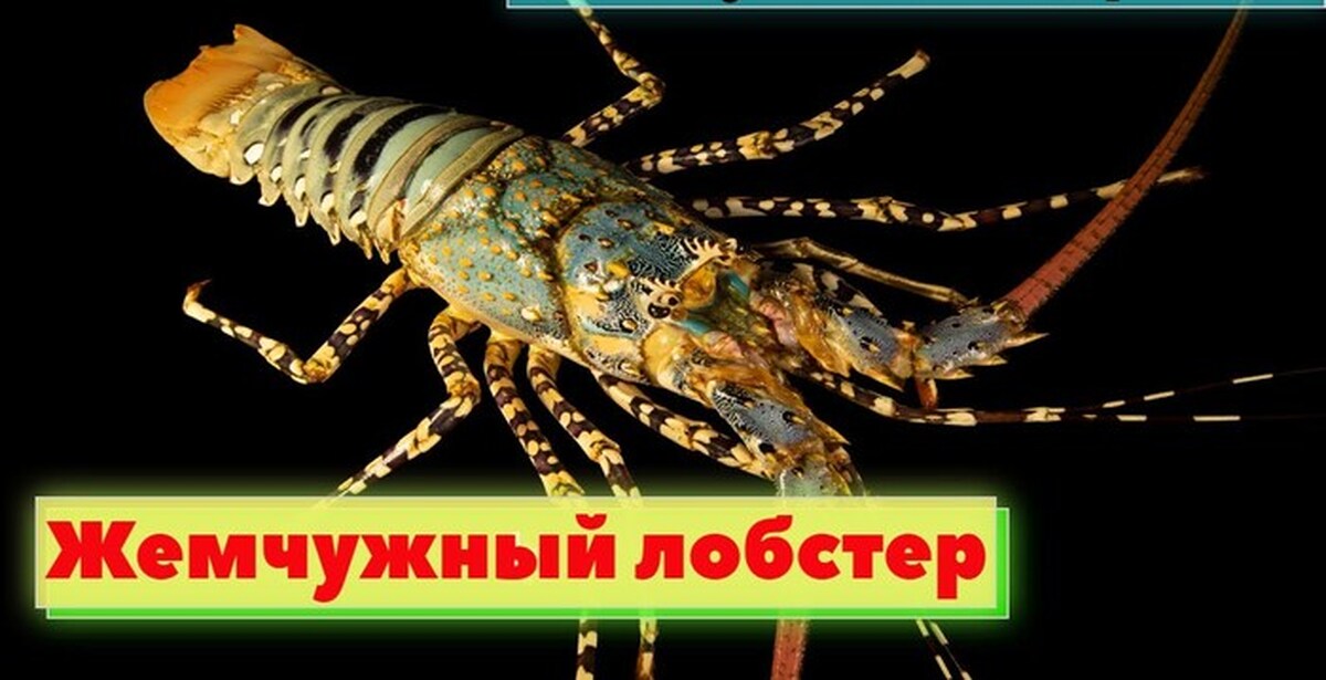 Почему вам такой дорогой. Лобстер в дорожной яме. почему лобстер такой дорогой.