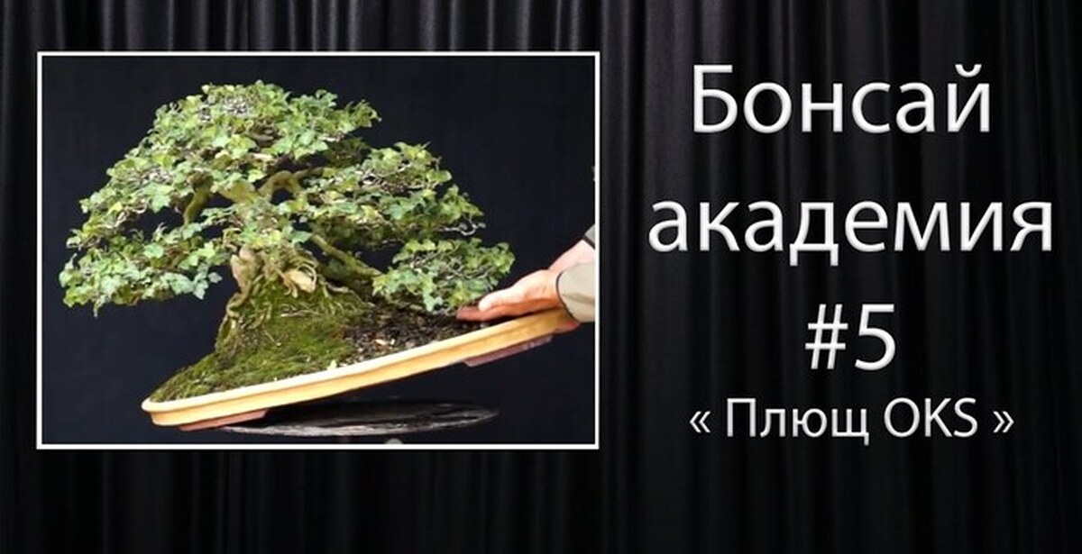 Плющ Бонсай! | Пикабу
