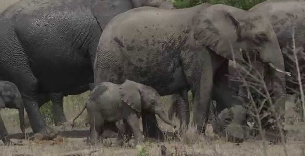 Зоология слонов. Elephant walk. Манчини прогулка Слонёнка. Baby Elephant walk.