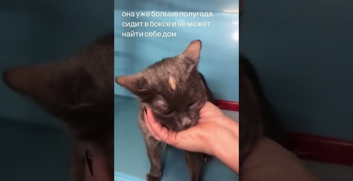 Серый перламутр. Кошка по имени Дэя | Пикабу