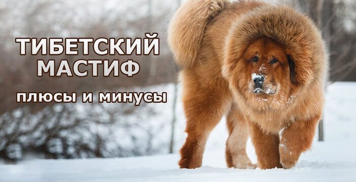 Тибетский мастиф, стоит ли покупать | Пикабу