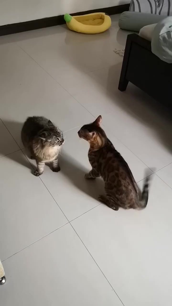 Жалаңаш Софи Дидің суреттері