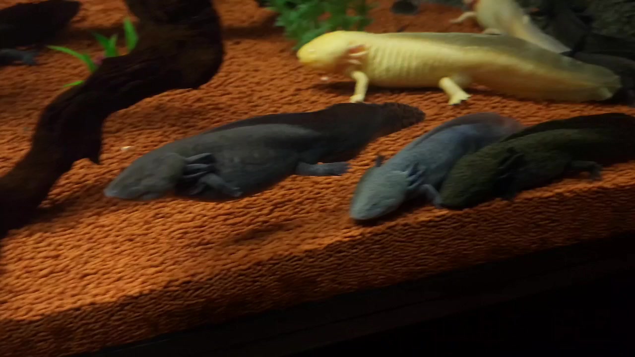 Беззубик? Лунтик? Моб из Minecraft? Аксолотль! Axolotl (Ambystoma mexicanum)