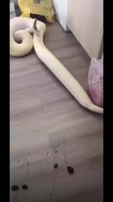 как срут змеи