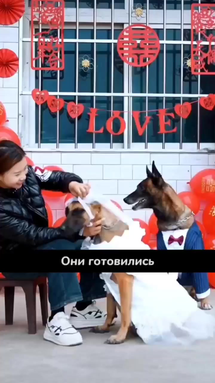 Собачья свадьба⁠⁠