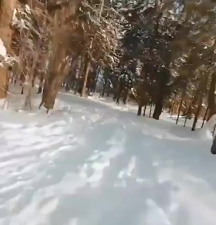 Реакция медведя бесценна⁠⁠