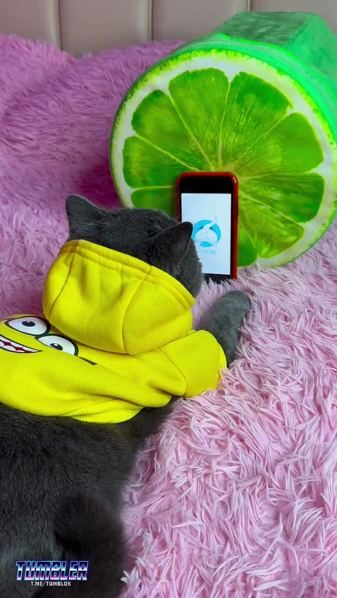 Only cats⁠⁠