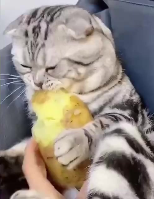 Белорусский кот