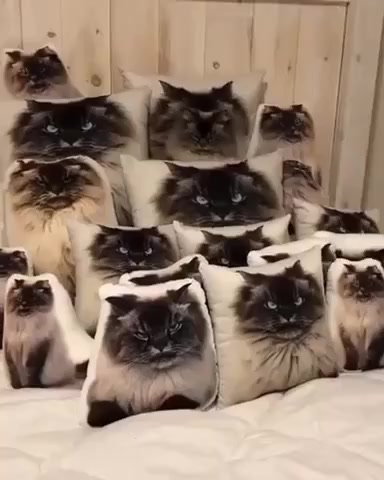 Найди настоящего кота