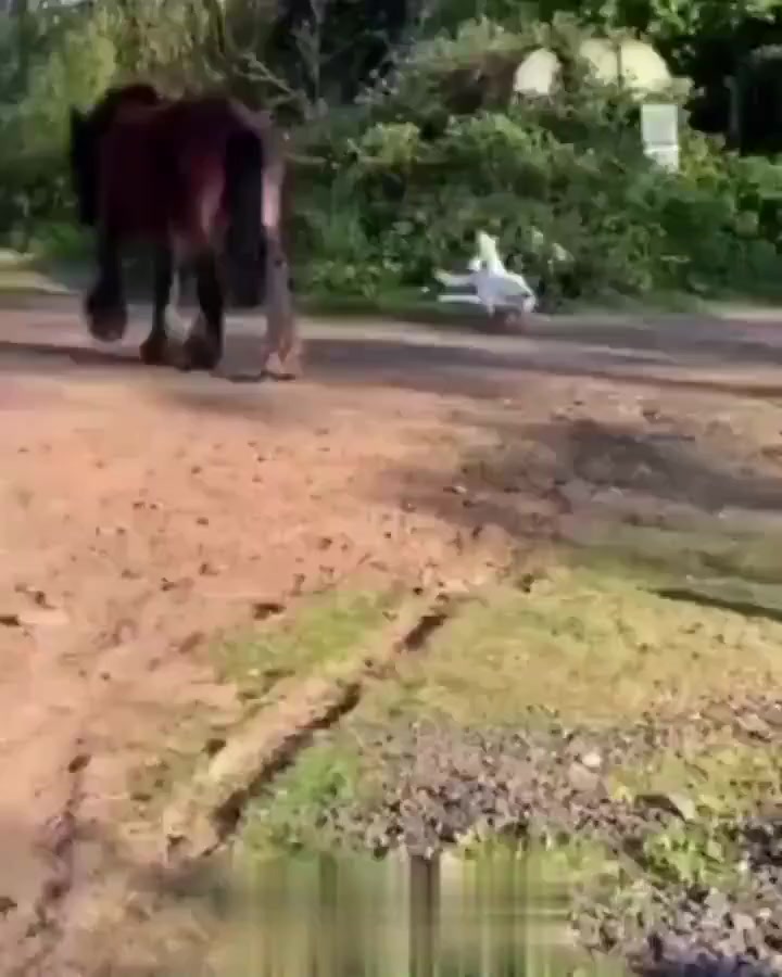 Пшелнайух
