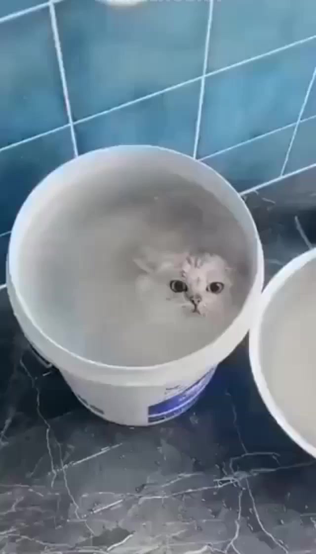 Морской котик