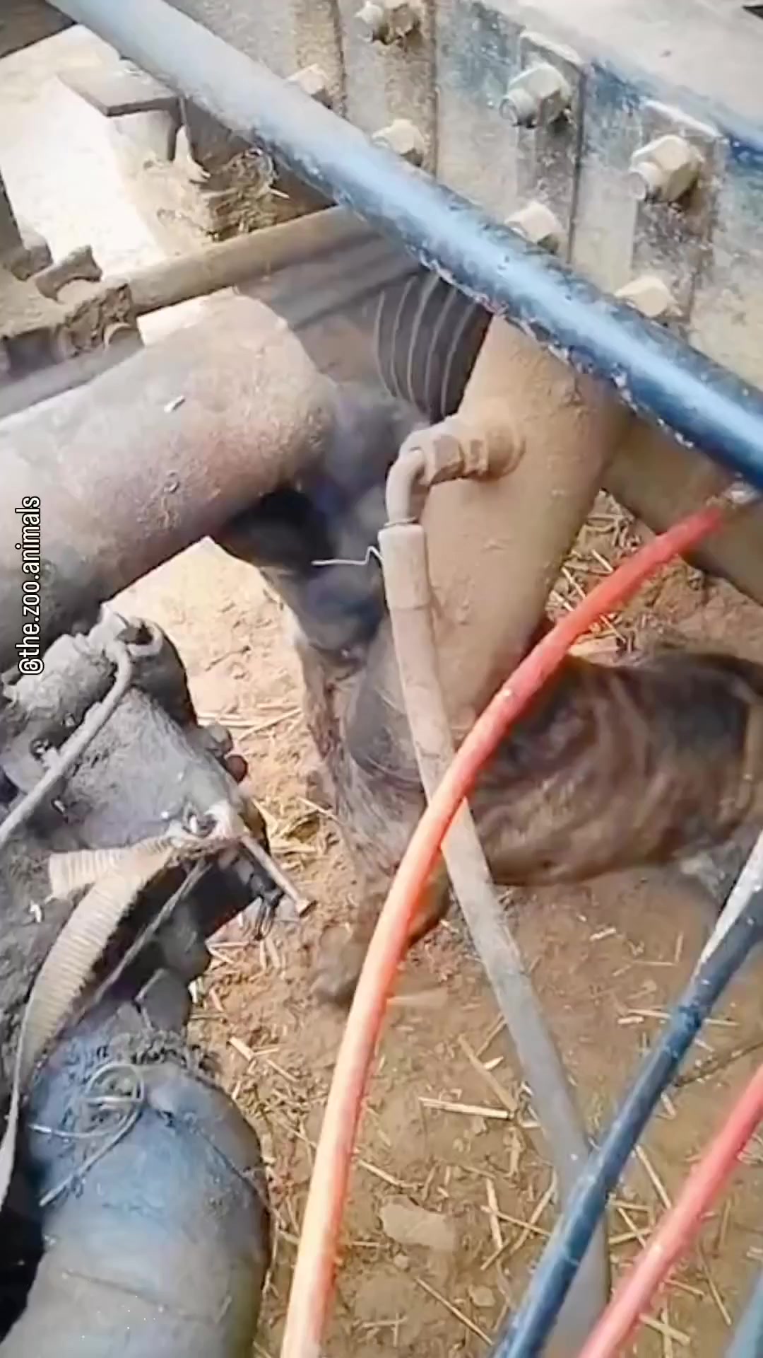Выхлоп и Собака