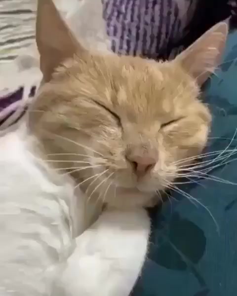 Устал котик