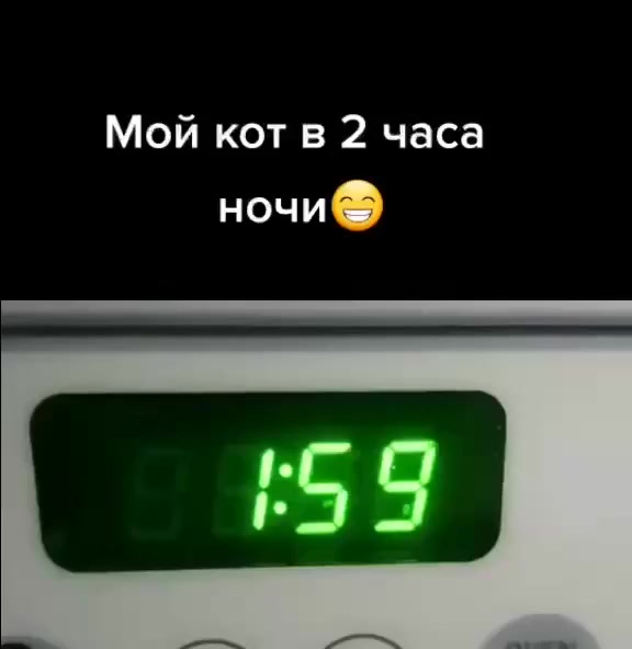 Коротко о моём коте в 2 часа ночи