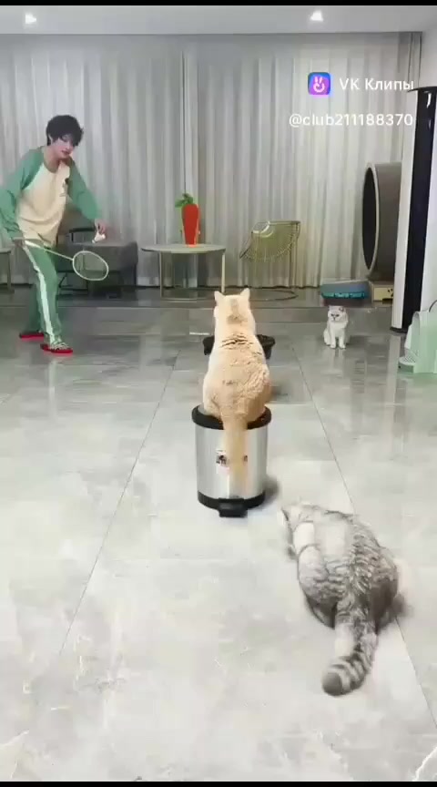 Котаны братаны