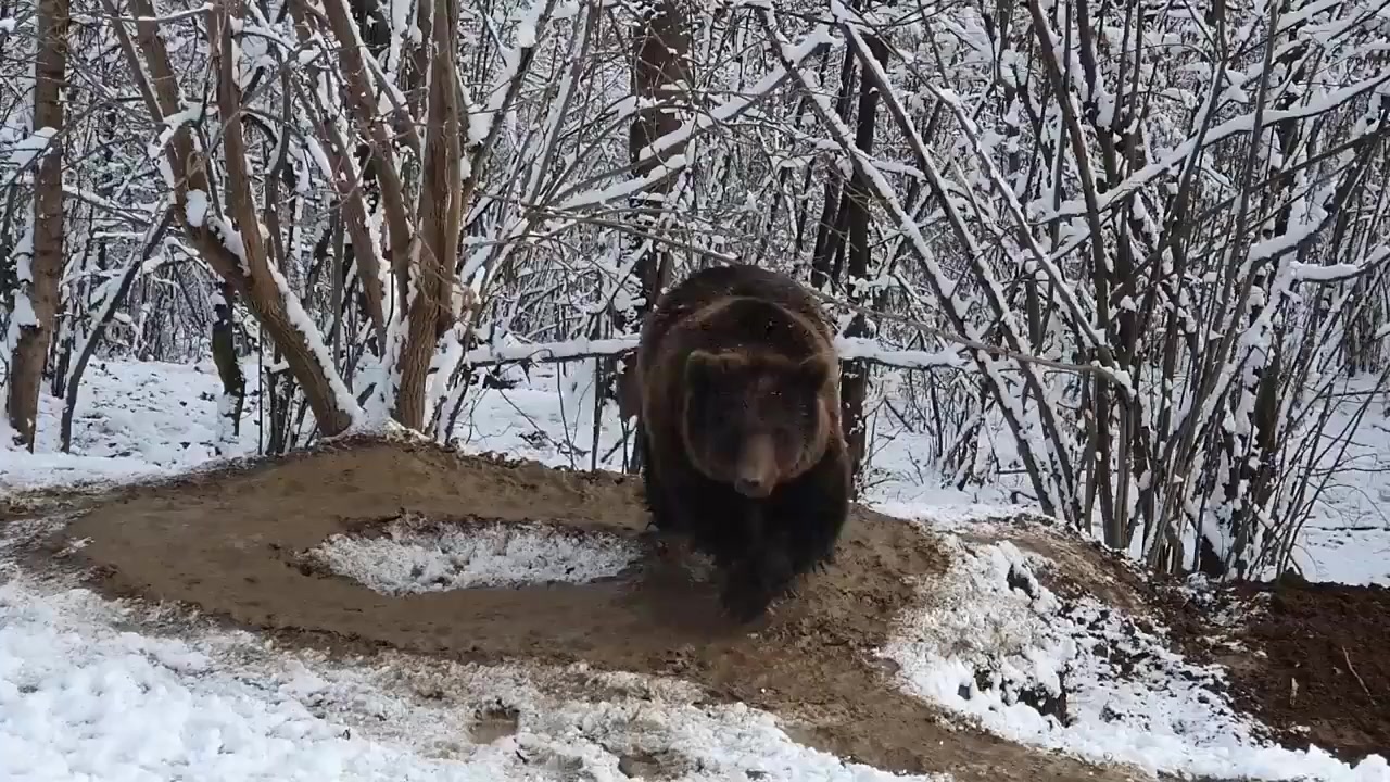 Медведь зоопарка все еще кружит в воображаемой клетке спустя семь лет после  освобождения